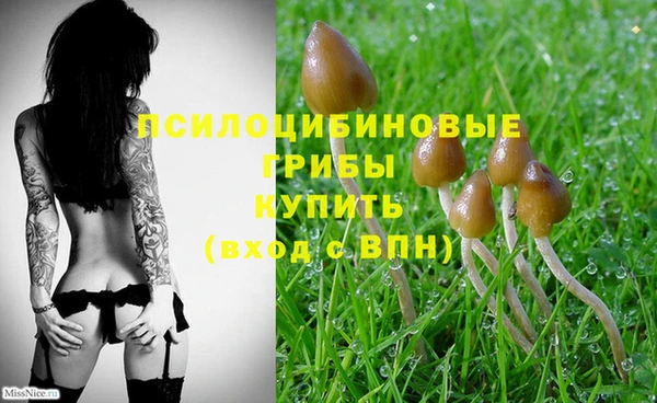 хмурый Осинники